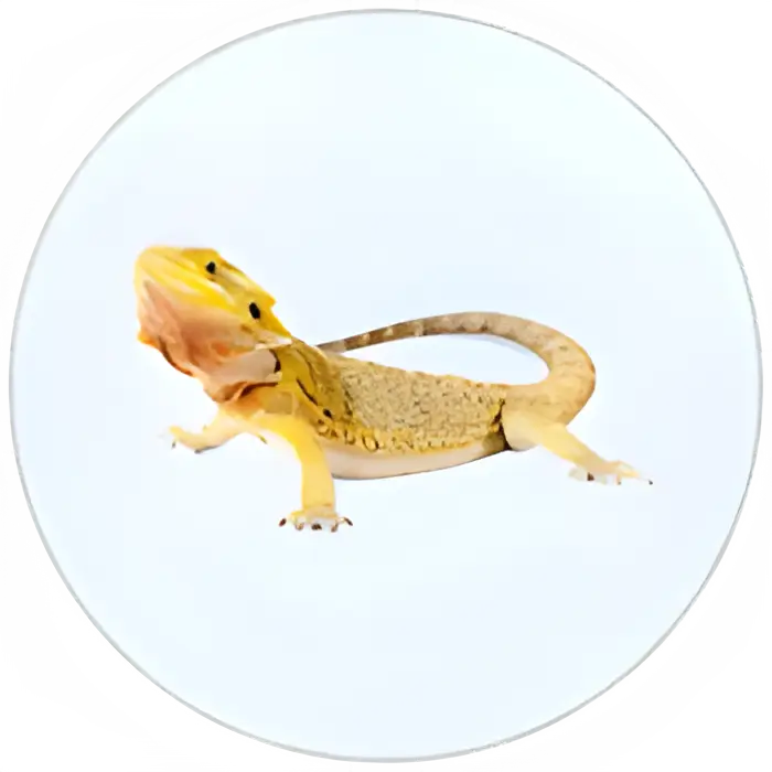 PDK-Reptiles